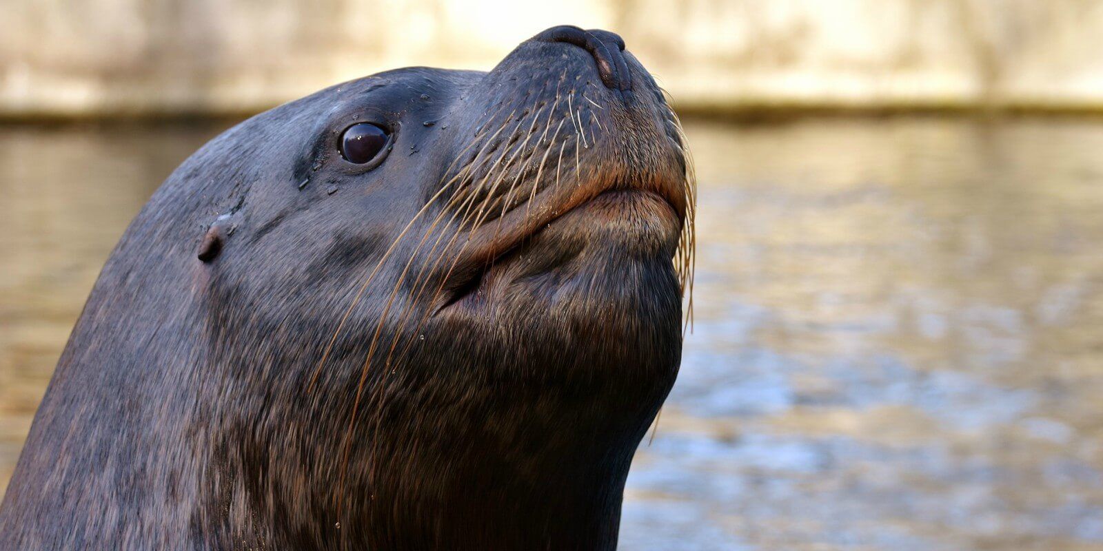 Dublin Zoo Is Only 30 Minutes From the Pillo Hotel & Spa Ashbourne