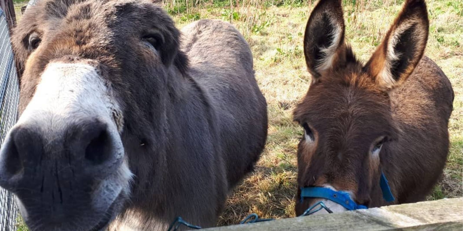 Puddenhill donkeys www.pillohotelashbourne.com